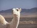 Beautiful Camels