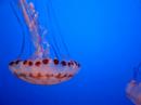 Jellyfish at Monterey Bay Aquariaum Jellyfish at Monterey Bay Aquariaum