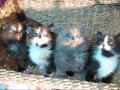 Famille de Souchie, partie 4 ...