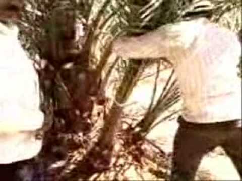 how to transplant date palm tree