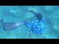 Spearfishing FT LAUDERDALE