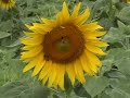 in my recent trip to india, i was surprised to find the popularity of sun flower farming. these farms provide some of the best opportunities for video and picture taking. the best part of it is - bees just enjoying these flowers and sucking honey out of them - in their full bloom. hope this video demonstrates that.