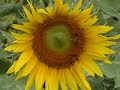 Sun Flowers and Bees - in Love