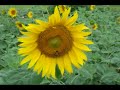 in my recent trip to india, i was surprised to find the popularity of sun flower farming. these farms provide some of the best opportunities for video and picture taking. the best part of it is - bees just enjoying these flowers and sucking honey out of them - in their full bloom. hope this video demonstrates that.