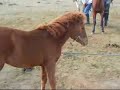 Catching Untamed Horses Catching Untamed Horses