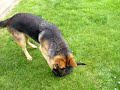 Cute Cat vs Cute Dog