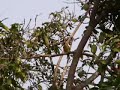 Brown headed barbet