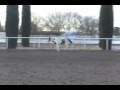 Von Reminic Paint Colt Von Reminic Paint Colt