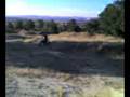 yz 250