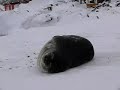 Foca de Weddell