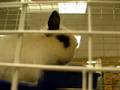rescue bunny in petsmart