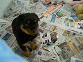 doublepuppies 025.avi