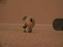 pokemofia pokemofia