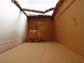 myn hamster is lief : 