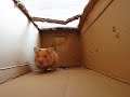 myn hamster is lief : 
