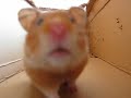 myn hamster is lief : 