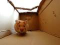 Myn hamster is lief :)