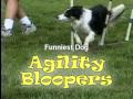 Funniest Dog Agility Bloopers