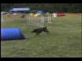 Funniest Dog Agility Bloopers