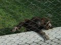 Orangatang Eating Boogers...(Now THATS entertainment!) Orangatang Eating Boogers...(Now THATS entertainment!)