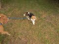 American Pit Bull Terrier APBT Vs Beagle (Hant Vs Romeo) III American Pit Bull Terrier APBT Vs Beagle (Hant Vs Romeo) III