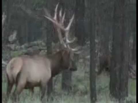 hunting-arizona-bull-elk-hunting-big-bulls-timberland-outfitters