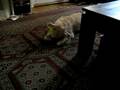 videos de Bonkers with Toy
