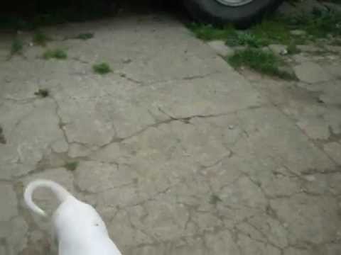 argentinian mastiff