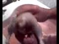 videos de Yankee Doodle Chicken.3g2