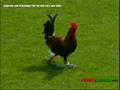 FTB-Glentoran-FTB