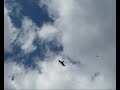 Hawk in Flight_0001.wmv Hawk in Flight_0001.wmv
