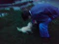 dog Kvip