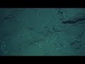 Life around deep sea methane seeps 2 Life around deep sea methane seeps 2