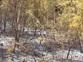 incendi nella periferia di ascoli piceno