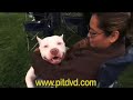 american pit bull documentary demo