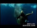 Tiger shark demolishes a loggerhead turtle Tiger shark demolishes a loggerhead turtle