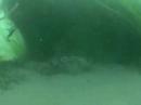 Cabazon Fish