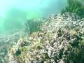 Cabazon Fish