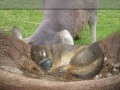 montage photo sur l'australie et ses principales activit�s!!! ;-)
