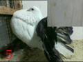 Assistir ao v�deo