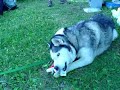 Updike the Husky Shreds a Stuffed Toy