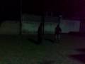 videos de 6tobevo La bua  patear