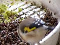 Darrrrek - Breeding carduelis major7