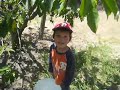 Cherry Picking 2007 Cherry Picking 2007