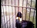 videos de THE BIRD NAMED MYNA