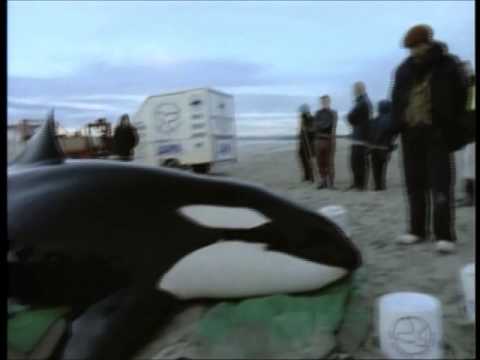 orca