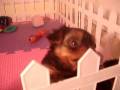 videos de aniversario da dona da sophie.wmv