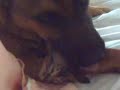 QUIERO SER UN PERRO COMO TU QUIERO SER UN PERRO COMO TU