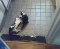 Kittens aan t knokken