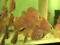 Leopard Discus Fish - Gwynnbrook Farm Discus Hatchery